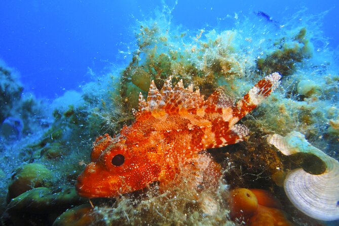 Discover Scuba Diving Adventure in Mykonos - Small-Group PADI Discover Structure (No Certification, Real Skills)