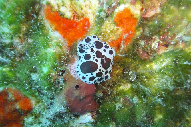 Discover Scuba Diving Adventure in Mykonos - Gear Up and Get Comfortable on the Water