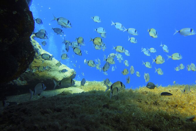 Discover Scuba Diving Adventure in Mykonos - First Underwater Session on the Home Reef: What You’ll Really See