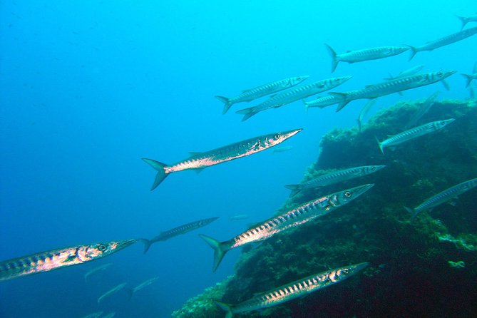 Qualified Diver 1 Tank Dive in Mykonos - Key Points If You Want the Quick Truth