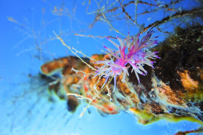 Qualified Diver 1 Tank Dive in Mykonos - Marine Life Chances: The Species List Is Short, but the Surprise Factor Isn’t