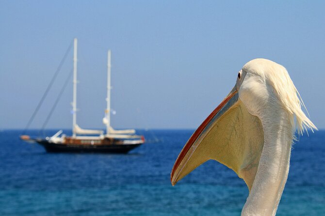 Sightseeing like a Mykonian(Small Group or Private) - The Armenistis Lighthouse option and Agios Stefanos time