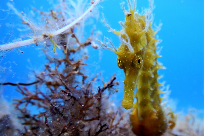 Snorkeling Adventure Trip - Key things that make this snorkeling trip work